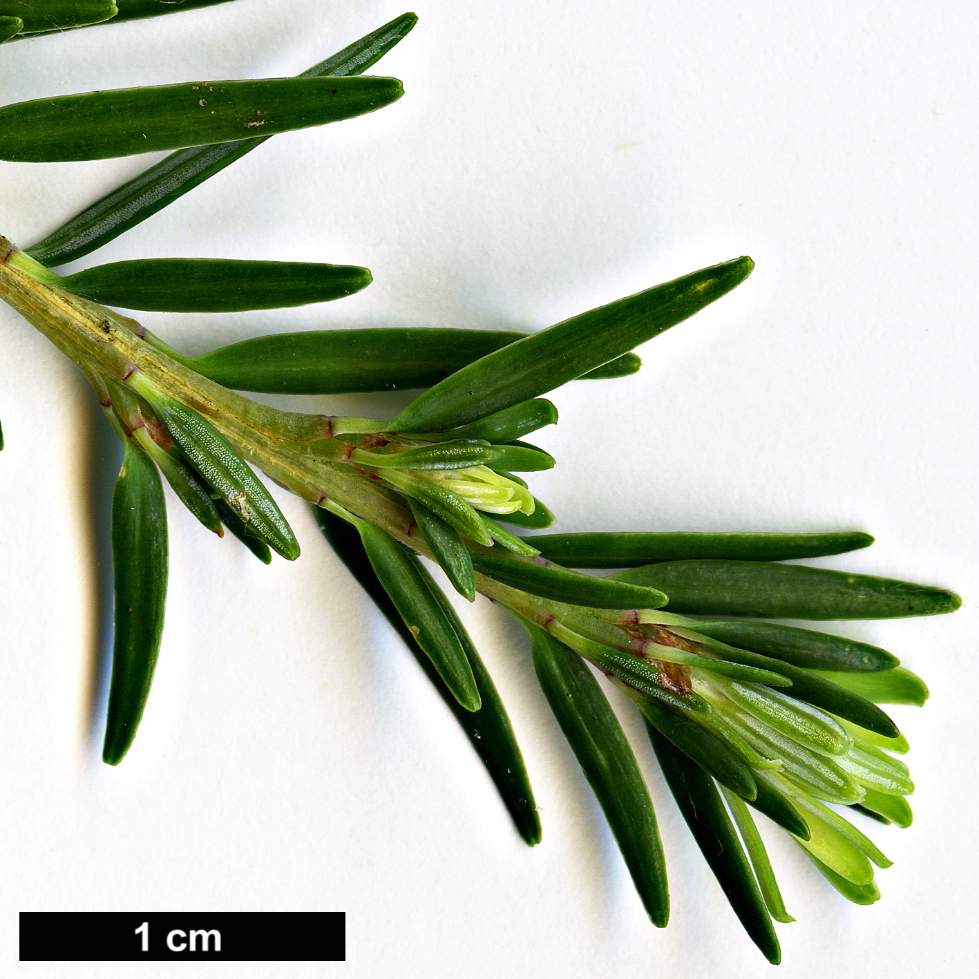 High resolution image: Family: Pinaceae - Genus: Tsuga - Taxon: chinensis - SpeciesSub: var. chinensis